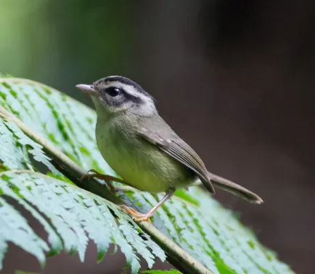 File:Black-eared Warbler (Basileuterus melanotis).jpg