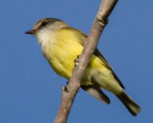 File:Weebill (Smicrornis brevirostris) - cropped.jpg