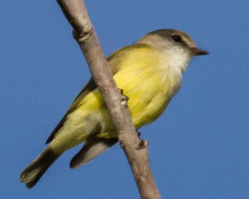 File:Weebill (Smicrornis brevirostris) - cropped and mirrored.jpg