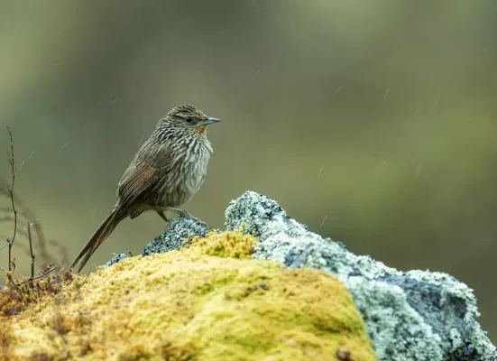 File:Asthenes virgata - Junin Canastero.jpg