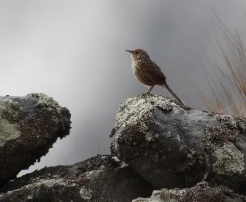 File:Asthenes maculicauda - Scribble-tailed Canastero; Pongo, La Paz, Bolivia.jpg