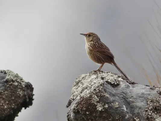 File:Asthenes maculicauda - Scribble-tailed Canastero; Pongo, La Paz, Bolivia (cropped).jpg