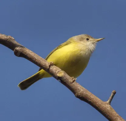 File:Senegal Eremomela (Eremomela pusilla) - Gambia.jpg