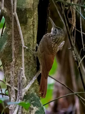 File:Xiphorhynchus spixii - Spix's Woocreeper; Parauapebas, Para, Brazil.jpg