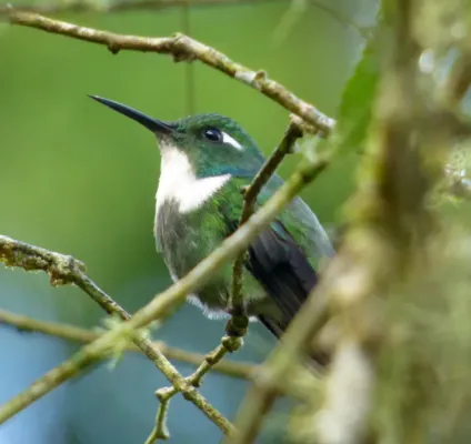 File:Eastern Wedge-billed Hummingbird (Schistes geoffroyi).jpg