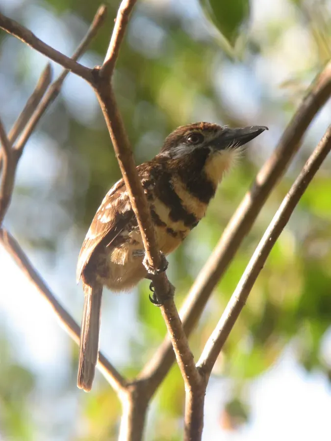 File:Hypnelus ruficollis bicinctus Bobo punteado Two-banded Puffbird (32863275290).jpg
