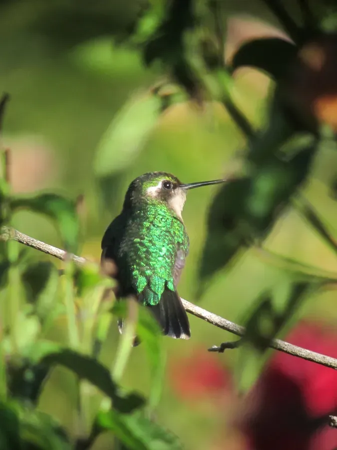 File:Chlorostilbon melanorhynchus Esmeralda occidental Western Emerald (female) (25339454459).jpg