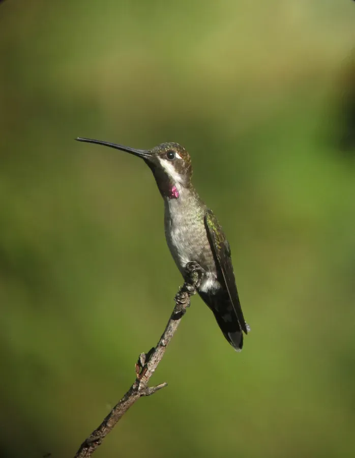 File:Heliomaster longirostris Picudo gorgiestrella Long-billed Starthroat (30338664371).jpg