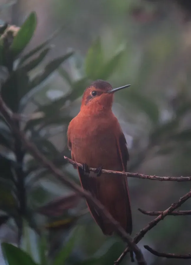 File:Aglaeactis cupripennis Shining Sunbeam (30388580626).jpg