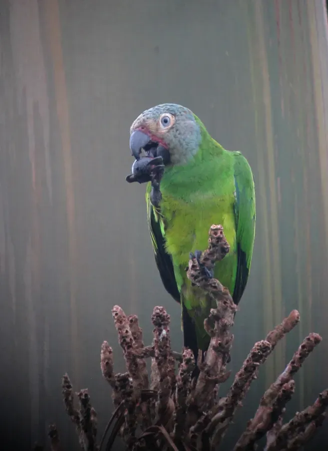 File:Aratinga weddellii Perico canoso Dusky-headed Parakeet (24170575340).jpg