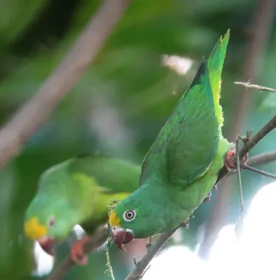 File:Brotogeris sanctithomae Periquito cabeciamarillo Tui Parakeet (24125695420).jpg