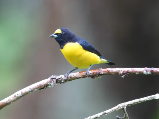 File:Euphonia chlorotica Eufonia Gorgipúrpura Purple-throated Euphonia (18650537491).jpg