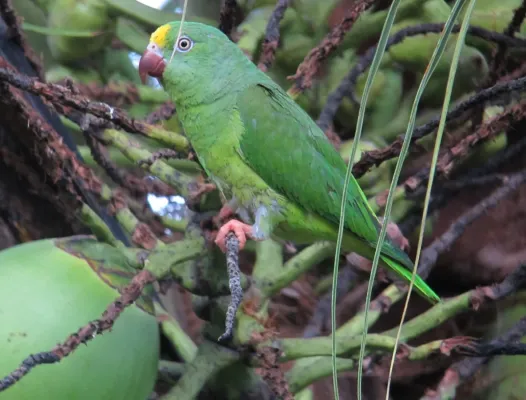 File:Brotogeris sanctithomae Periquito cabeciamarillo Tui Parakeet (18631645052).jpg