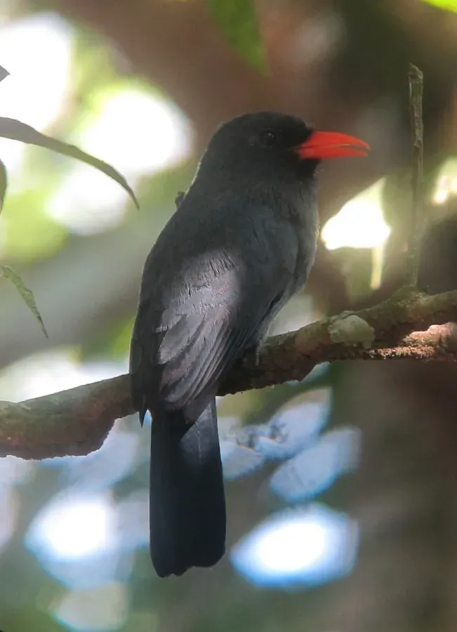 File:Monasa nigrifrons Black-fronted Nunbird (18000271194).jpg