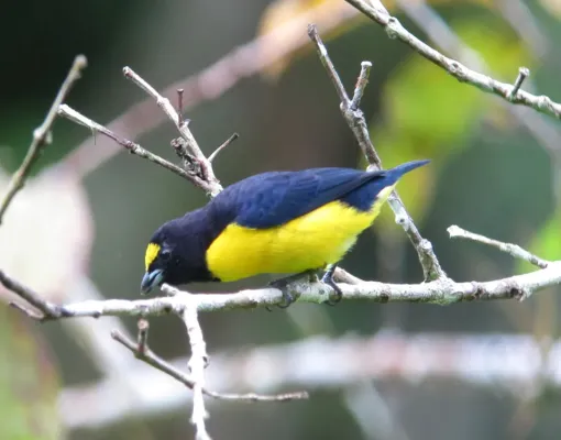 File:Euphonia chlorotica Eufonia Gorgipúrpura Purple-throated Euphonia (18624003501).jpg