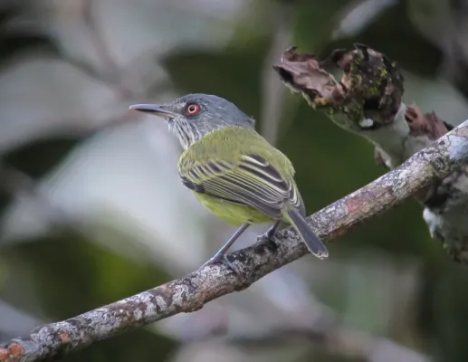 File:Todirostrum maculatum Espatulilla manchada Spotted Tody-Flycatcher (18617337362).jpg