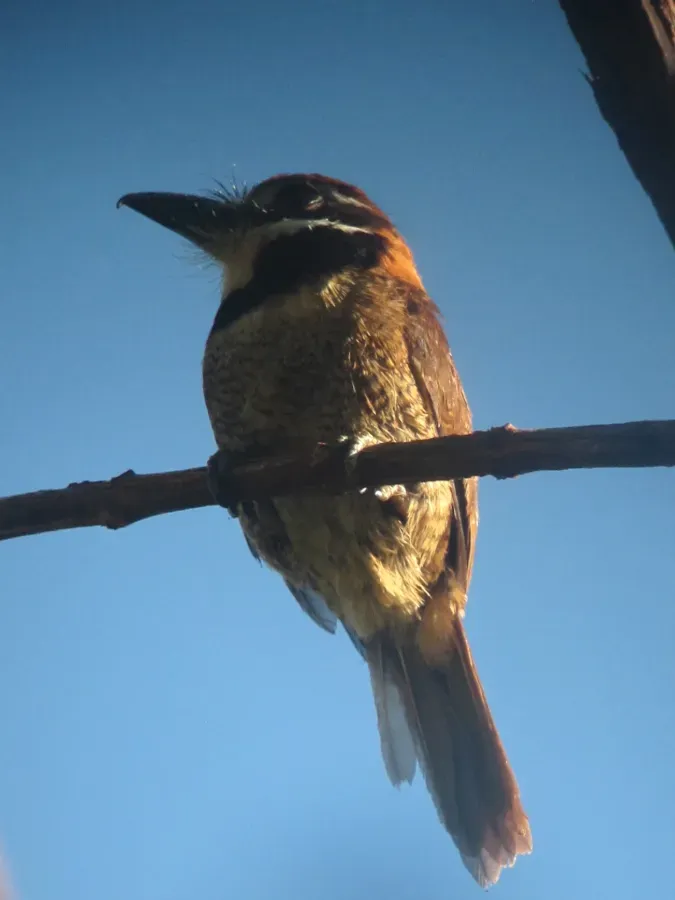 File:Bucco macrodactylus Chestnut-capped Puffbird (18617766131).jpg
