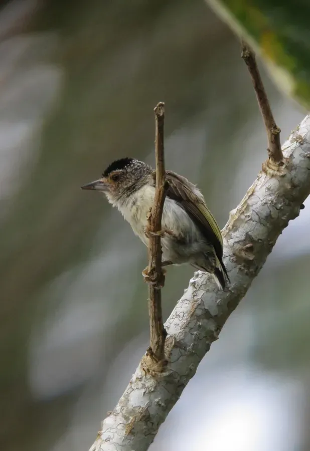 File:Picumnus castelnau Plain-breasted Piculet (female) (18428947489).jpg