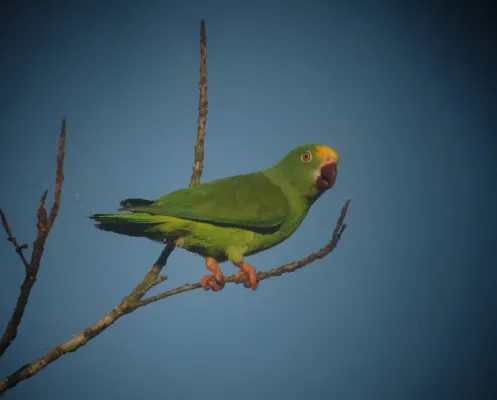 File:Brotogeris sanctithomae Periquito cabeciamarillo Tui Parakeet (17957194044).jpg