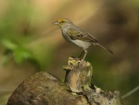 File:Ammodramus aurifrons Sabanero zumbador Yellow-browed Sparrow (18532854956).jpg