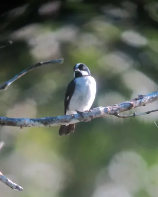 File:Sporophila lineola Lined Seedeater (17938348423).jpg