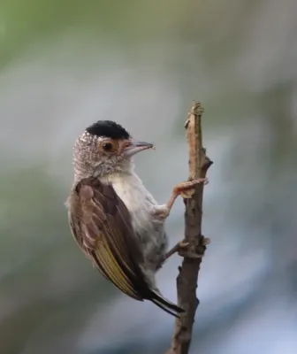 File:Picumnus castelnau Plain-breasted Piculet (female) (17924610744).jpg