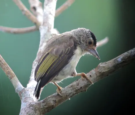 File:Picumnus castelnau Plain-breasted Piculet (female) (18546686605).jpg