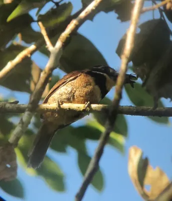 File:Bucco macrodactylus Chestnut-capped Puffbird (17924176764).jpg