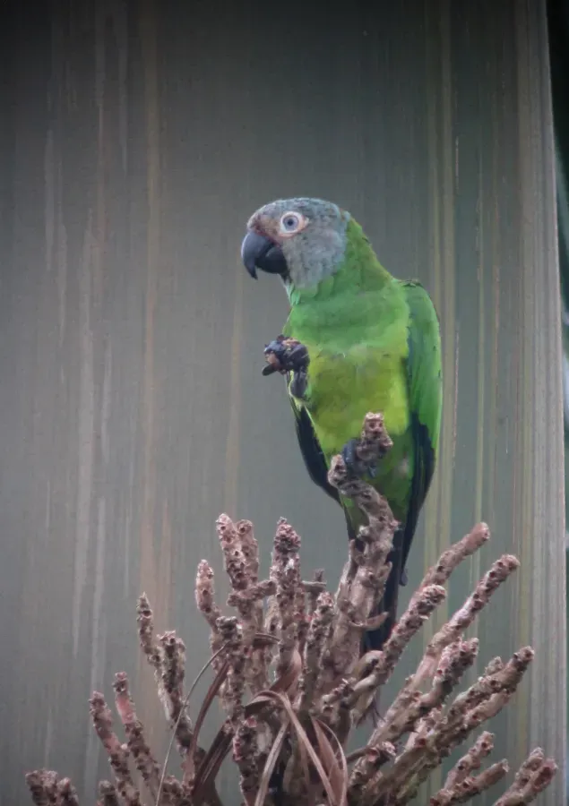 File:Aratinga weddellii Perico canoso Dusky-headed Parakeet (18546362145).jpg