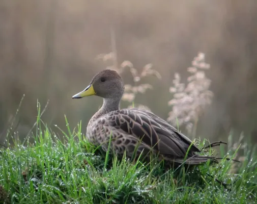File:Anas georgica Pato piquidorado Yellow-billed Pintail (17129589050).jpg