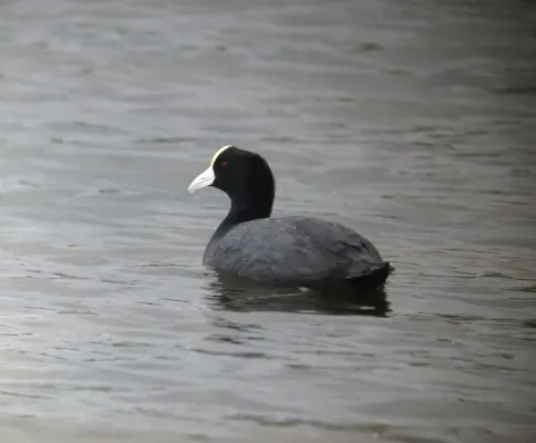 File:Fulica ardesiaca Focha andina Slate-coloured Coot (17291115816).jpg