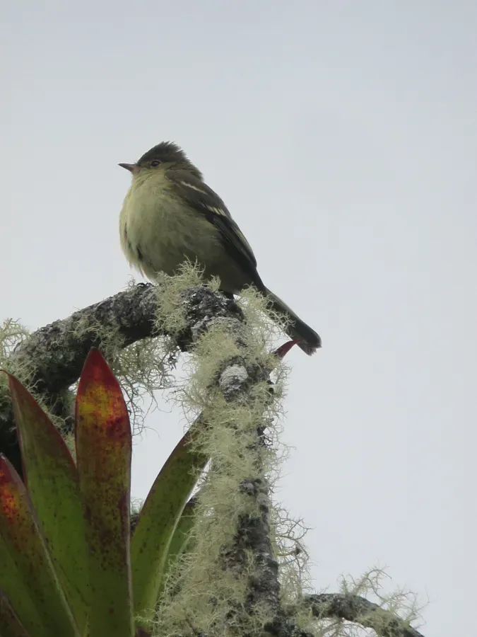 File:Elaenia pallatangae Elaenia serrana Sierran Elaenia (17316973255).jpg