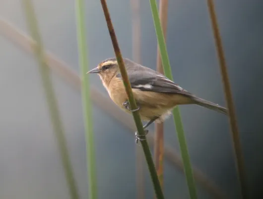 File:Conirostrum cinereum Conirrostro cenizo Cinereous Conebill (17017171668).jpg