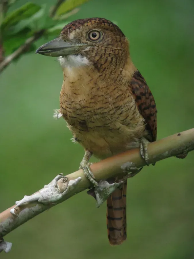 File:Nystalus radiatus Bobo barrado Barred Puffbird (16526060980).jpg