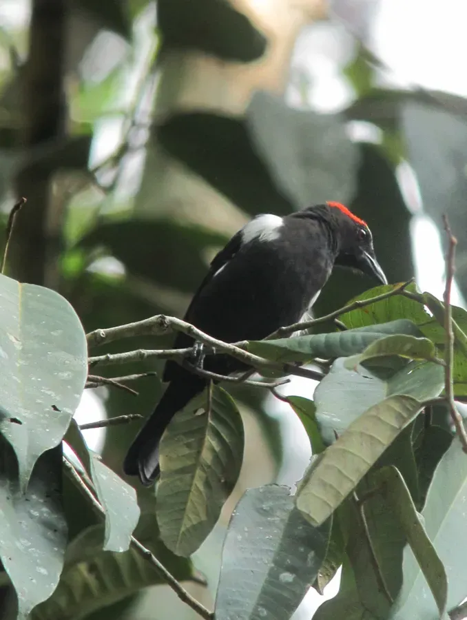 File:Heterospingus xanthopygius Chambergo cejirrojo Scarlet-browed Tanager (16599866005).jpg