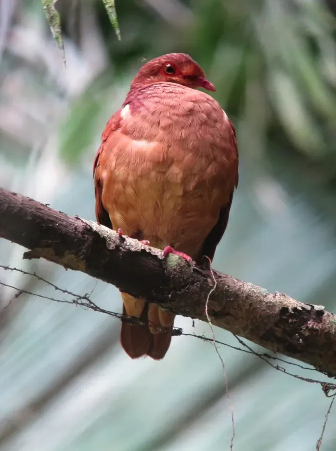 File:Geotrygon montana Paloma-perdiz Rojiza Ruddy Quail-Dove (15980083593).jpg