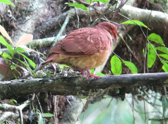 File:Geotrygon montana Paloma-perdiz Rojiza Ruddy Quail-Dove (16584192261).jpg
