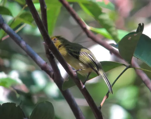 File:Tolmomyias flaviventris Picoplano Pechiamarillo Yellow-breasted Flycatcher (16416072451).jpg