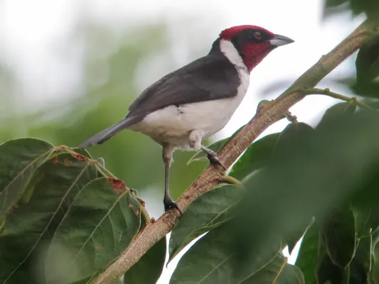 File:Paroaria nigrogenis Cardenal pantanero Masked Cardinal (16142981219).jpg