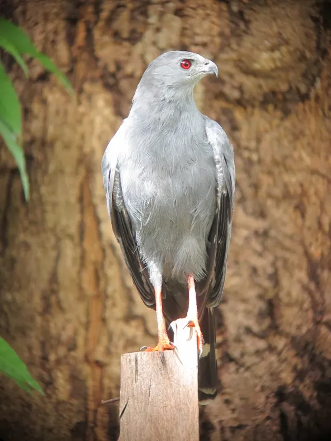 File:Geranospiza caerulescens Aguililla zancona Crane Hawk (15705479724).jpg