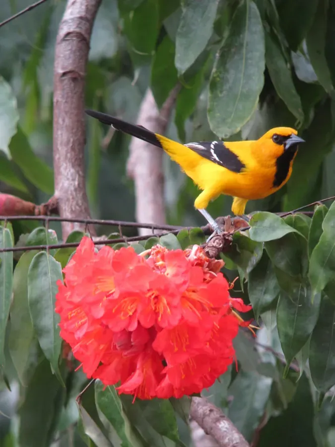 File:Icterus nigrogularis Turpial amarillo Yellow Oriole (16142049387).jpg