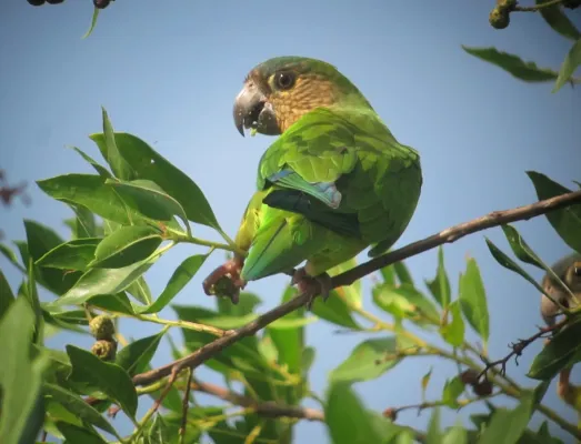 File:Eupsittula pertinax Perico carisucio Brown-throated Parakeet (15402171707).jpg