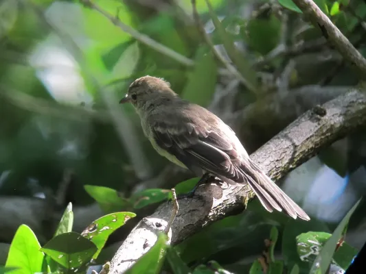 File:Elaenia martinica Elaenia caribeña Caribbean Elaenia (15563824576).jpg