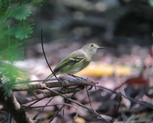 File:Vireo caribaeus Vireo de San Andrés San Andres Vireo (15563831906).jpg