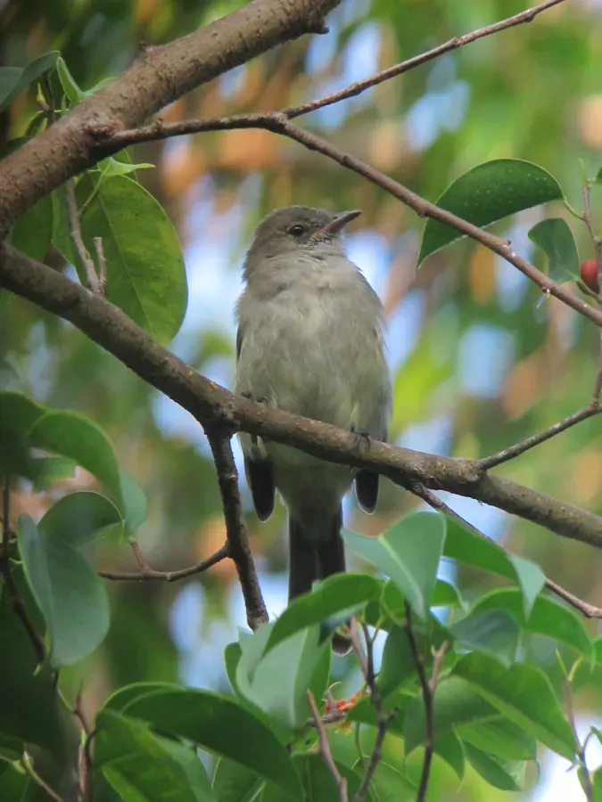 File:Elaenia martinica Elaenia caribeña Caribbean Elaenia (15584918401).jpg