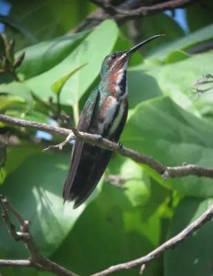 File:Anthracothorax prevostii Mango Pechiverde Green-breasted Mango (15566468642).jpg