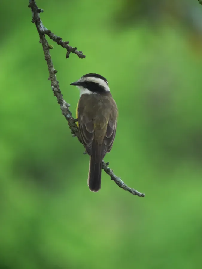 File:Phelpsia inornata White-bearded Flycatcher (6515680991).jpg