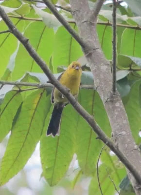 File:Atlapetes flaviceps Gorrión montés de anteojos Yellow-headed Brush-Finch (6502029563).jpg