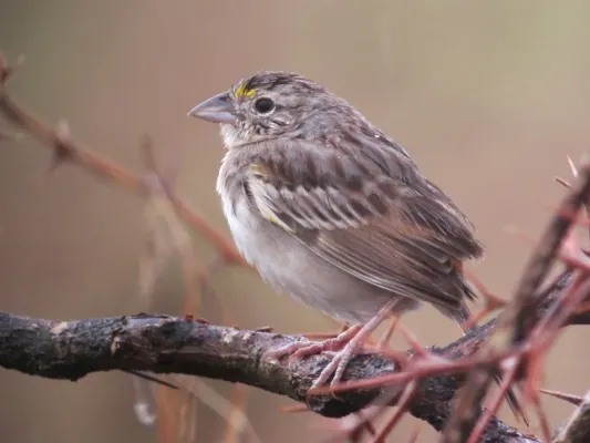 File:Ammodramus humeralis Sabanero rayado Grassland Sparrow (6446162527).jpg