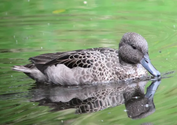 File:Anas andium Garceta barcina Andean Teal (6408254343).jpg